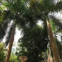 在飛比找蝦皮購物優惠-種子 新采大王棕種子大王椰子棕櫚樹文筆樹綠化樹種子熱帶樹種/