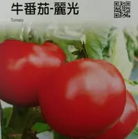 在飛比找Yahoo!奇摩拍賣優惠-牛番茄【滿790免運費】牛番茄-麗光 農友種苗 "特選蔬果種