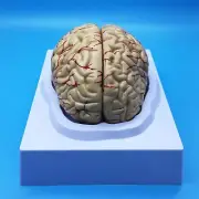 Learning Resources Human Brain Anatomical Model, Anatomically Accurate Brain ...