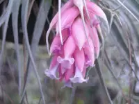 在飛比找Yahoo!奇摩拍賣優惠-空氣鳳梨 Tillandsia Cotton Candy 棉