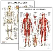 Anatomy Lab Muscular and Skeletal Anatomy Poster Set -2 PACK LAMINATED, Anatomy and Physiology Poster, 17.3 x 22.5 Inches, Muscles Diagram, Human Anatomy Poster