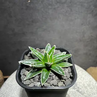 [ Gu Plant 固植 ] 笹之雪 總理大賞 (Agave Victoriae Reginae)（不挑款）