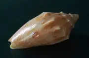 Cymbiola Complexa 46.3mm GEM beautiful Pattern Volute WOW!!