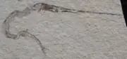 Belonostomus 27 - Nice Juvenile Natural Needlefish - Cretaceous Fossils Lebanon