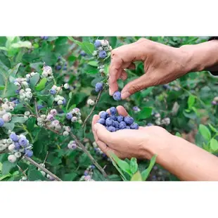 【大果熱帶藍莓】盆栽 4年樹齡 水果苗 黑莓 覆盆子 覆盆莓 樹莓 紅莓 蔓越莓