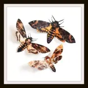 'MEMENTO MORI' DEATH'S-HEAD MOTH SET PAPER REPLICAS THESE ARE AMAZING BEAUTIES!