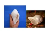 3" Divine Conch Hindu Havan Puja Prayer Blowing Shell Bajanewala Pooja Shankh