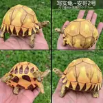烏龜模型安哥印星蘇卡達豹紋黃緣陸龜手辦
