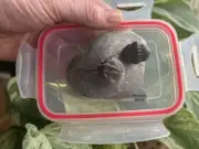 NICE NATURAL Walliserops trifurcatus+Reedops trilobite from Morocco (VIDEO)
