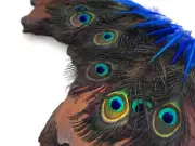 10 Pieces- Turquoise Blue Mini Natural Peacock Tail Body Feathers Eyes Halloween