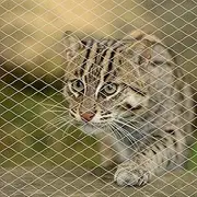Cat Netting for Balcony, Cat Netting Anti-Fall Mesh Fence, Anti Bird Netting for Garden/Balcony, Transparent Nylon Pet Mesh Fence for Dogs & Cat, Pet Safety Net for Balcony/Stairs/Window