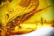 Super Detailed Trichoptera (Caddisfly) in Baltic Amber