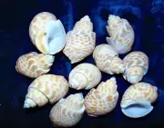 1/2 POUND OF BABYLONIA SPIRATA SEA SHELLS 1-1/2 to 2" BEACH CRAFT