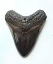 4 INCH BEAUTIFUL SYMMETRICAL HIGH POPLISHED FOSSIL MEGALODON SHARK TOOTH