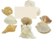 12 Seashells Business Card Holders - Assorted Shells (Set of 12)