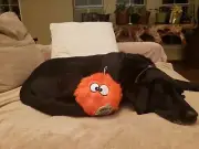 GoDog Furballz Large Orange Chew Guard Squeaker Plush Dog Toy 770123