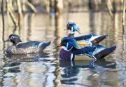 Dakota Decoy X'Treme Floating Wood Duck Decoys 6 Pack w/ 3 Drakes and 3 Hens