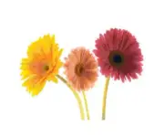Three Gerbera Daisies Handmade Counted Cross-Stitch Pattern Needlepoint