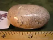 59g DINOSAUR BONE FOSSIL PALM STONE MADAGASCAR #020