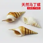 天然海螺貝殼馬丁螺魚缸造景水族箱裝飾棕色家具擺件飾品收藏標本