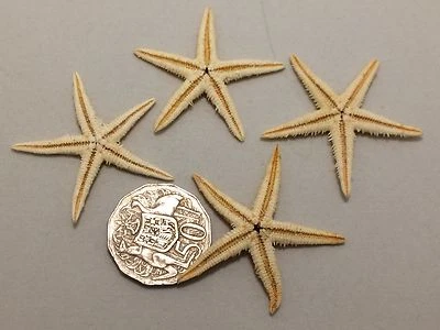 20x Real Starfish - Natural shells for Wedding invitation &craft 4-5cm
