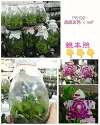 在飛比找Yahoo!奇摩拍賣優惠-永安蘭園 蘭花 瓶苗 P6102 P.KS Super Ze