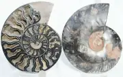 Large Ammonite Pair Multi-Color Crystals XXL 6.7" 167mm 110myo n2647uu