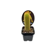 70mm Assorted Collectors Cactus