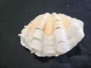 Fluted Scaly Ruffle Clam Seashell Tridacna Squamosa Shell 105mm, Coastal Beach