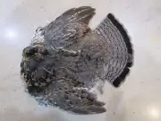 Ruffed Grouse Skin - Fly Tying / Arts & Crafts