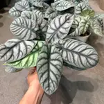 銀龍觀音蓮(ALOCASIA BAGINDA 'SILVER DRAGON')/ （6吋）