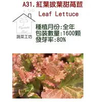 在飛比找momo購物網優惠-【蔬菜工坊】A31.紅葉拔葉甜萵苣種子(日本進口拔葉A菜、韓