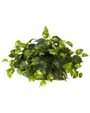 Nearly Natural Pothos Ledge Plant (Set On Foam) Silk Plant
