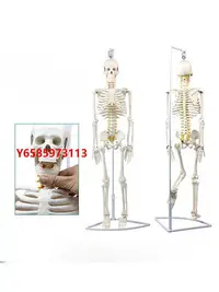 在飛比找Yahoo!奇摩拍賣優惠-模型85CM骨骼模型 骨架模型人骨模型 學教具人體藝術人體結