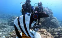 在飛比找KLOOK 客路優惠-台東綠島：海底找樂子體驗潛水