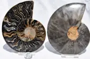 Large Black Ammonite PAIR Nice Crystals 110myo Dino age FOSSIL 120mm 4.8" 2432bb