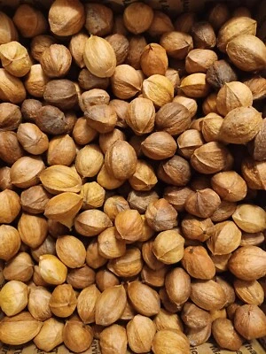 2024 15 lbs Shellbark Hickory Nuts Organic Old Rails Farm NE GA NEW Float Tested