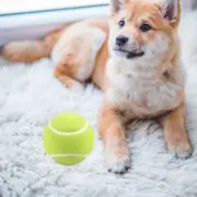 Toy Ball with Grinding Resistance Teething Toys for Puppies Chew