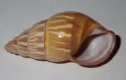 38 mm GREAT Amphidromus Quadrasi Land Snail Shell #AB1 From Bugsuk Island