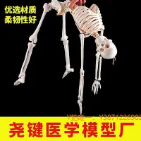 在飛比找Yahoo!奇摩拍賣優惠-模型人體結構模型玩具骷髏骨架學解剖骨骼骨架可拆卸內臟骨頭兒童