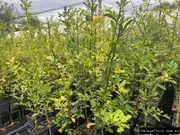 Buy Cox Mandarin Hybrid Rootstock (P. trifoliatia x)