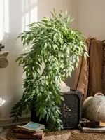 掬涵 仿真香桂葉壁掛藤條綠植花藝裝飾櫥窗店面藤蔓植物吊籃造景