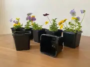 85mm Square Squat Pots | Punnets Garden Plant Flower Herb Seedling Succulents