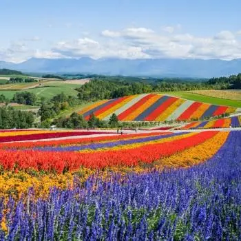 【東森旅遊】繽紛北海道漫步花海螃蟹三溫泉五日 7403709