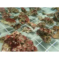 在飛比找蝦皮購物優惠-◆㊣FormosaAQUA丑魚棧◆『礁岩深場活石、活沙』活石