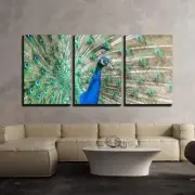 Wall26 - Peacock with Feathers Out - Canvas Art Wall Decor - 16"x24"x3 Panels