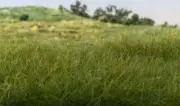 Woodland Scenic Static Grass 42g bags Assorted