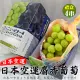 【WANG 蔬果】日本麝香無籽葡萄1房x4盒(450-500g/串_禮盒/空運直送)