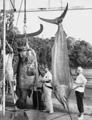 Fifth Little One Tournament In Pinas Bay In Panama 1965 Old Fishing Photo