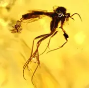 RARE! Fungus Gnat laying eggs, Fossil inclusion in Burmese Amber